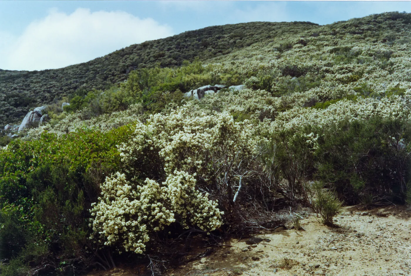 Ceanothus greggii, Laguna Mountains