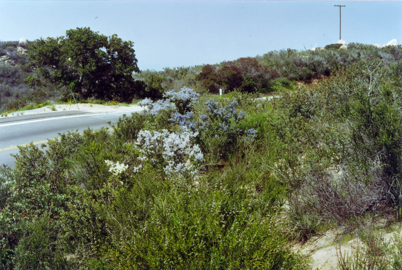 Trip to Otay Mountain, Ceanothus (California Lilac), San Diego County