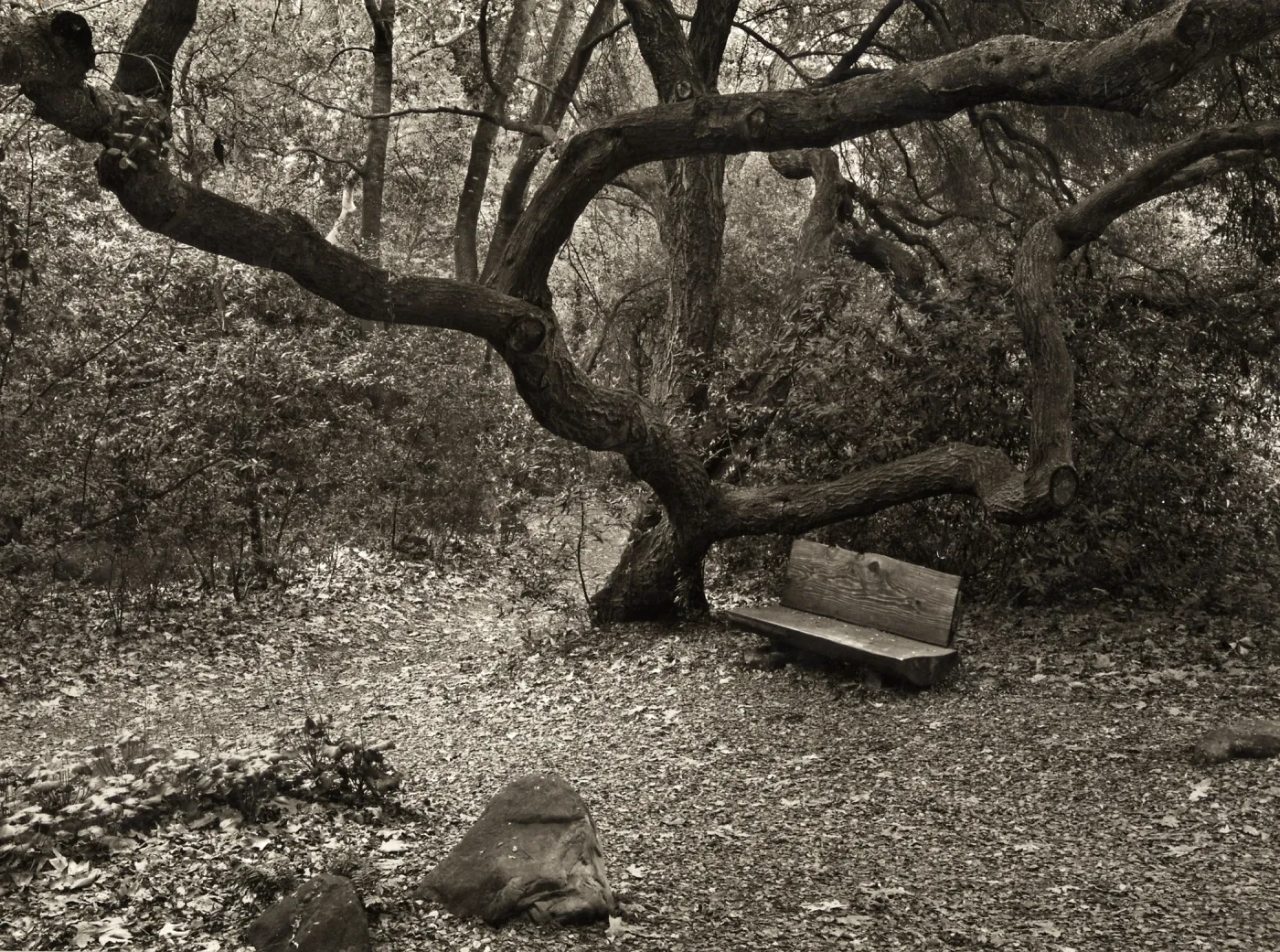 Bench Under Oak