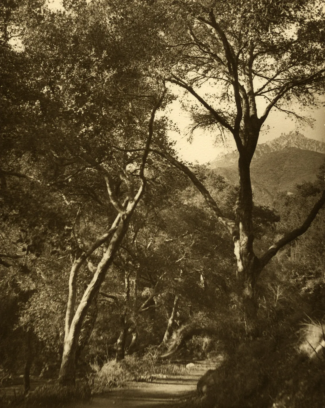 View looking north in Mission Canyon with pines on Cathedral Peak evident in the background. View possibly from the Canyon bottom; Line up both peaks for more accurate siting).