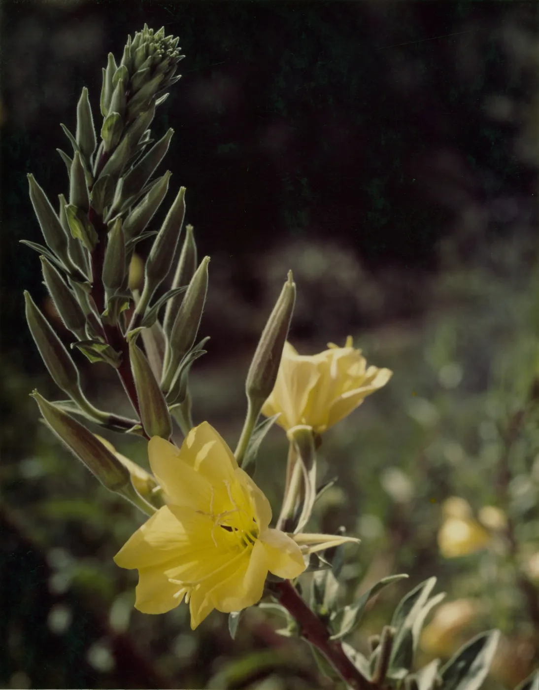 Hooker Evening PrimroseOneothera hookeri