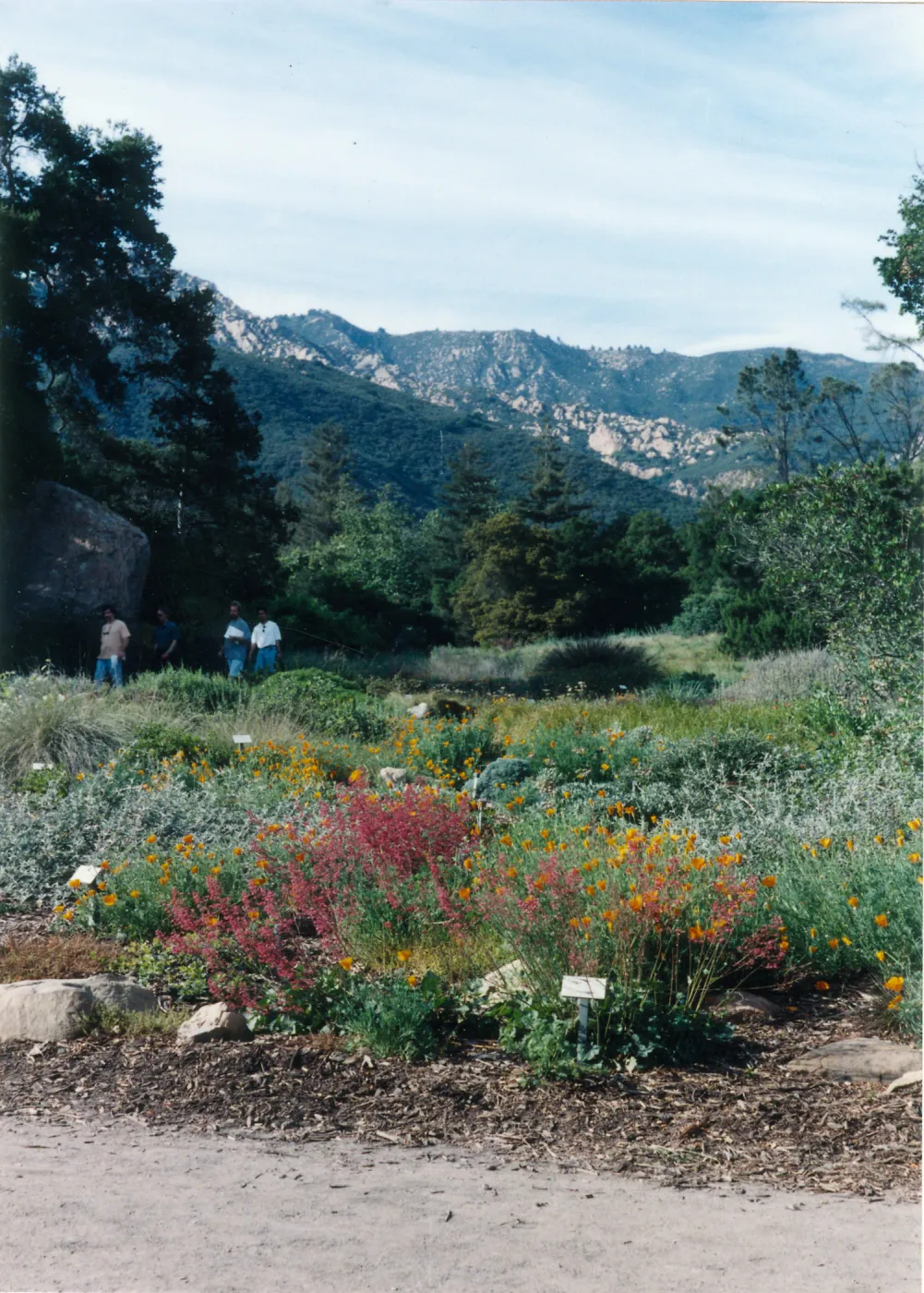 Ground cover section toward Meadow