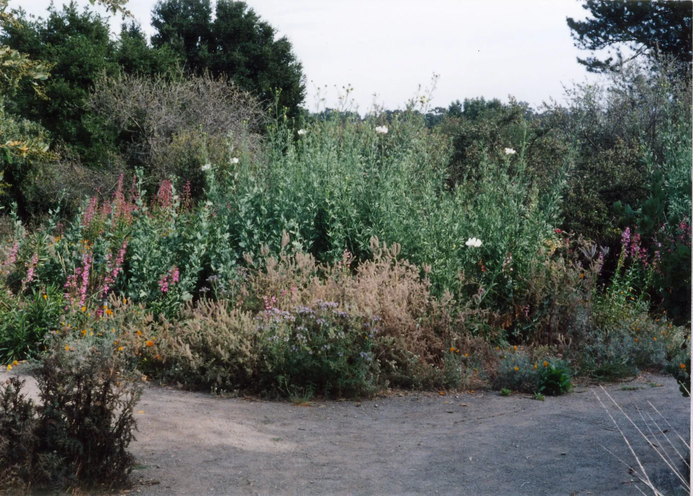 Porter Trail, Romneya coulteri
