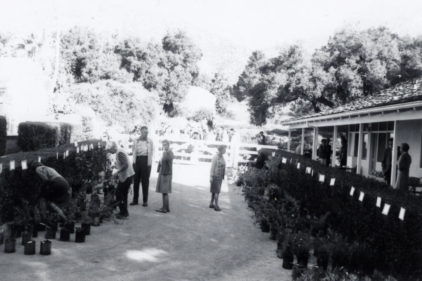 Plant Sale