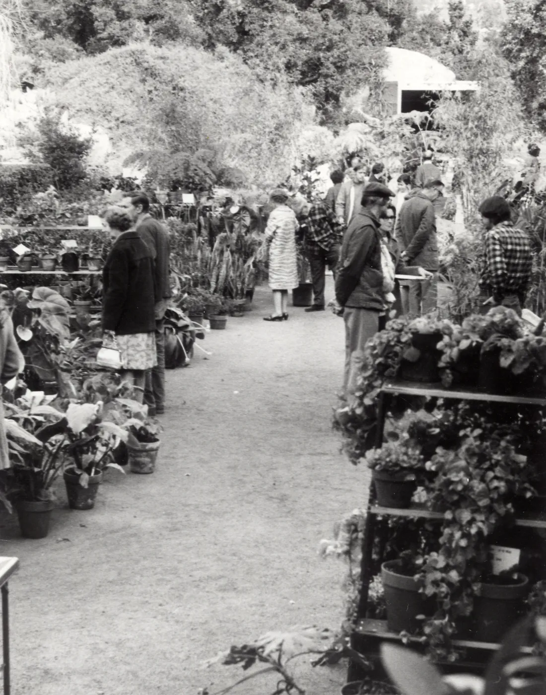 Plant Sale