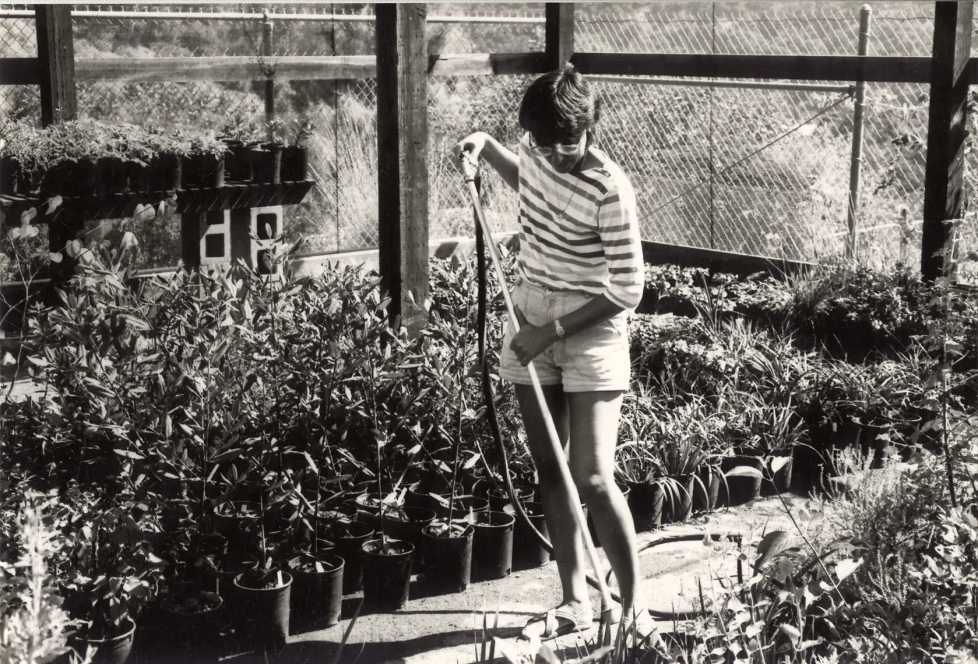 Carol Bornstein
