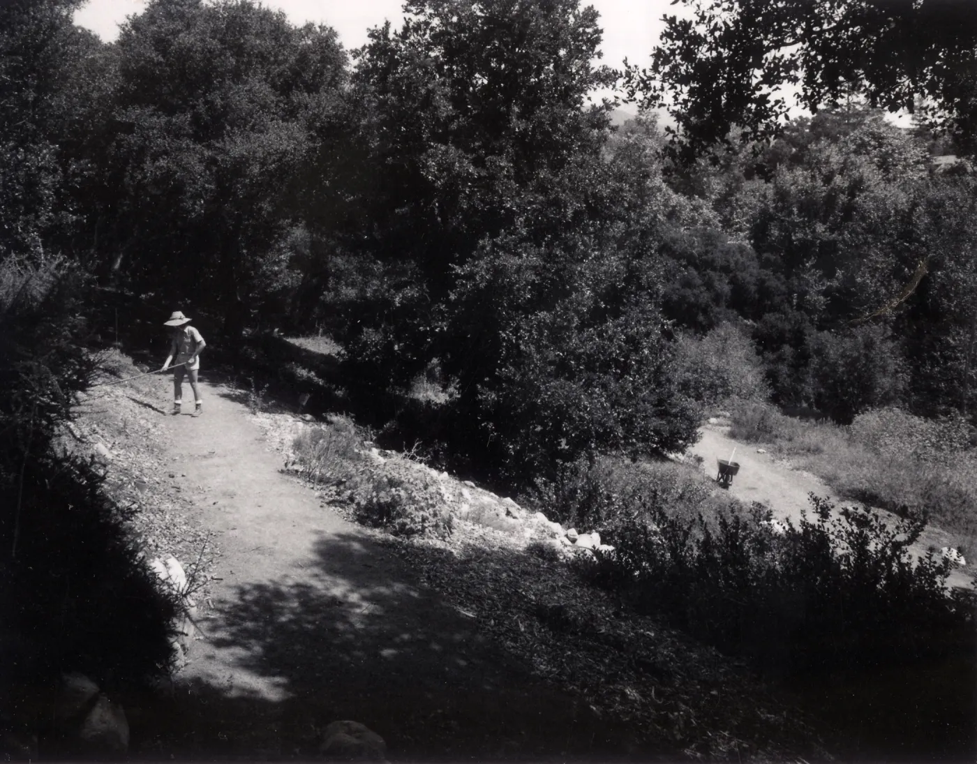 Grounds Staff, Kathleen Blanchard, raking, Island Section, SBBG