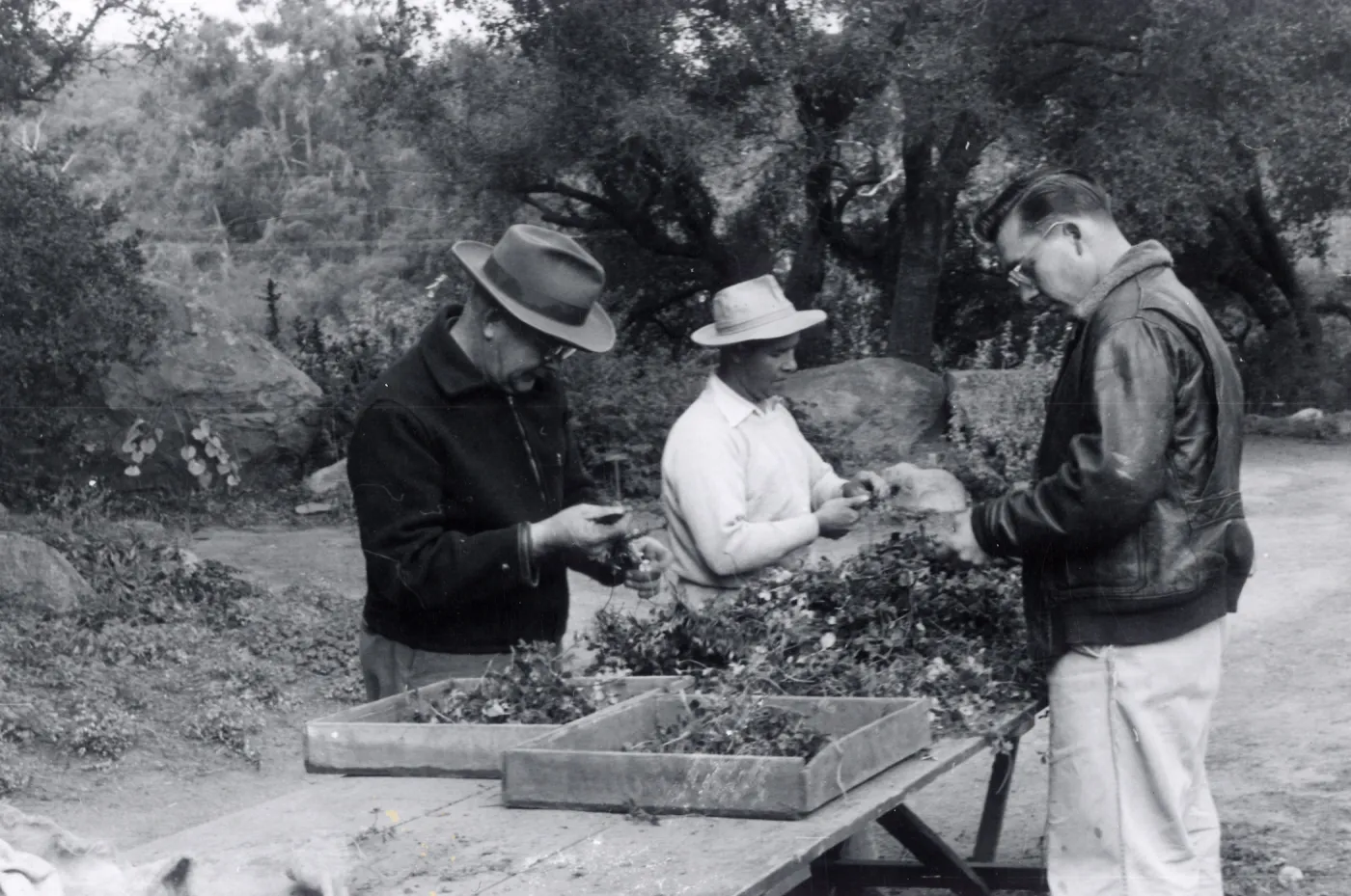 Grounds staff, planting Strawberry Meadow, young plants of Sand Strawberry, Fragaria chiloensis, are cut from their runners and made ready for planting, Dick, Sandy, Joe, late Fall, 1954 