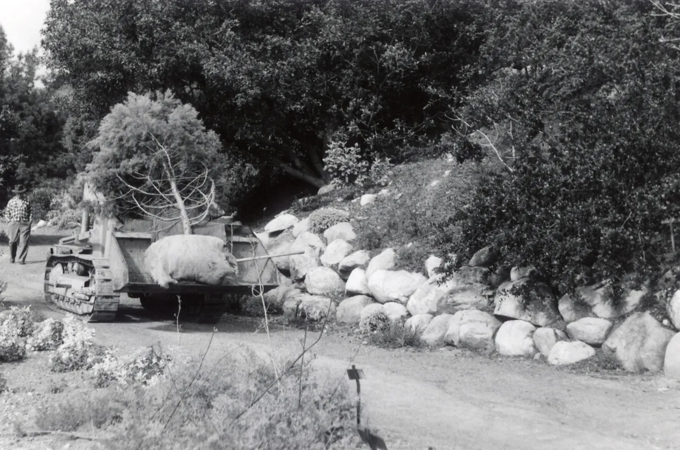 Moving a tree