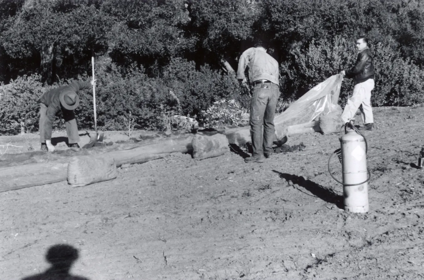 Miscellaneous Ground Work, members of the grounds crew spread a plastic tarp and weight down its edges preparatory to releasing Methyl Bromide gas beneath it, Fall, 1954