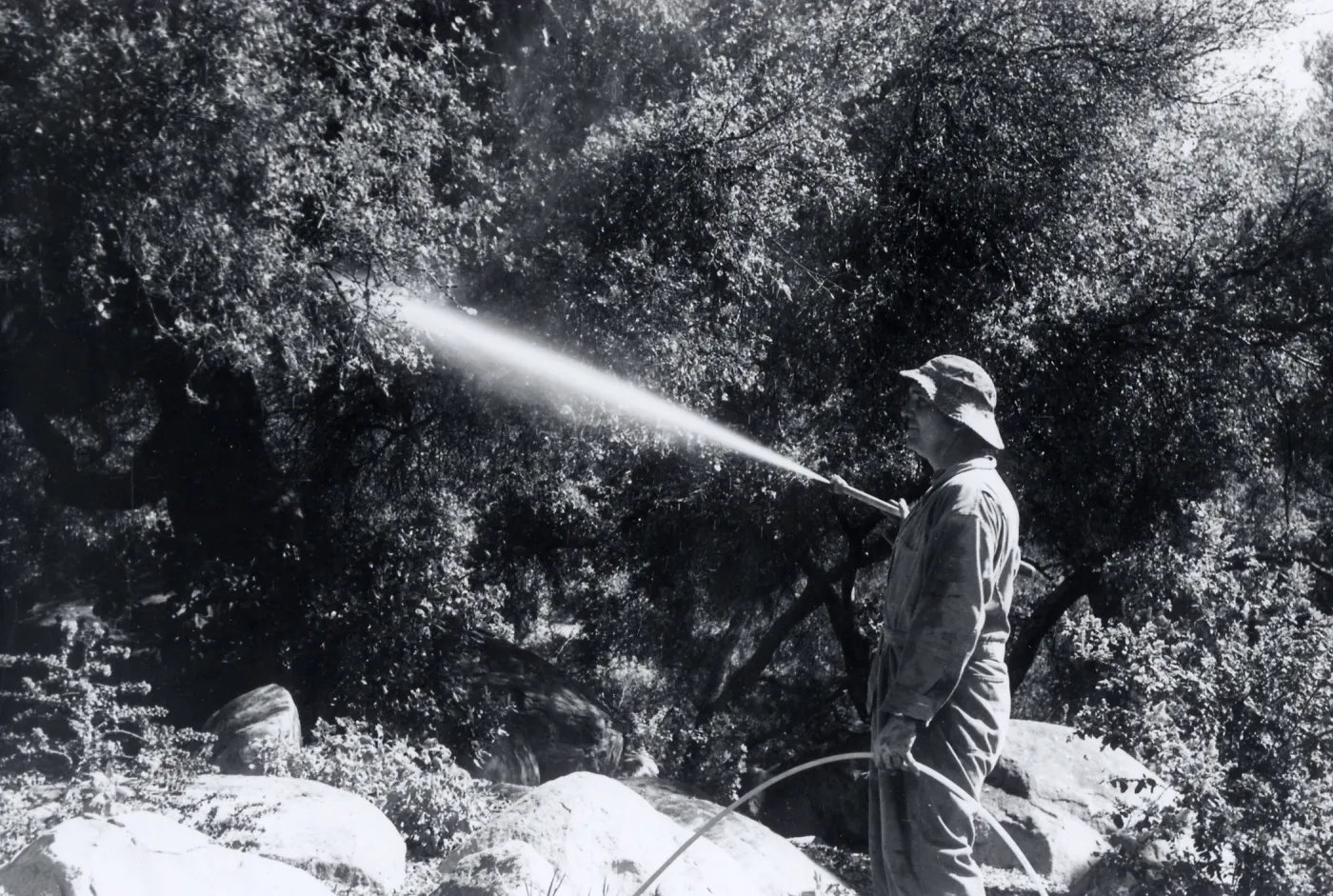 Bruce Van Dyke using his heavy power sprayer to treat the oaks around the Meadow, Ceanothus and Arroyo Sections for oak moth caterpillar infestation