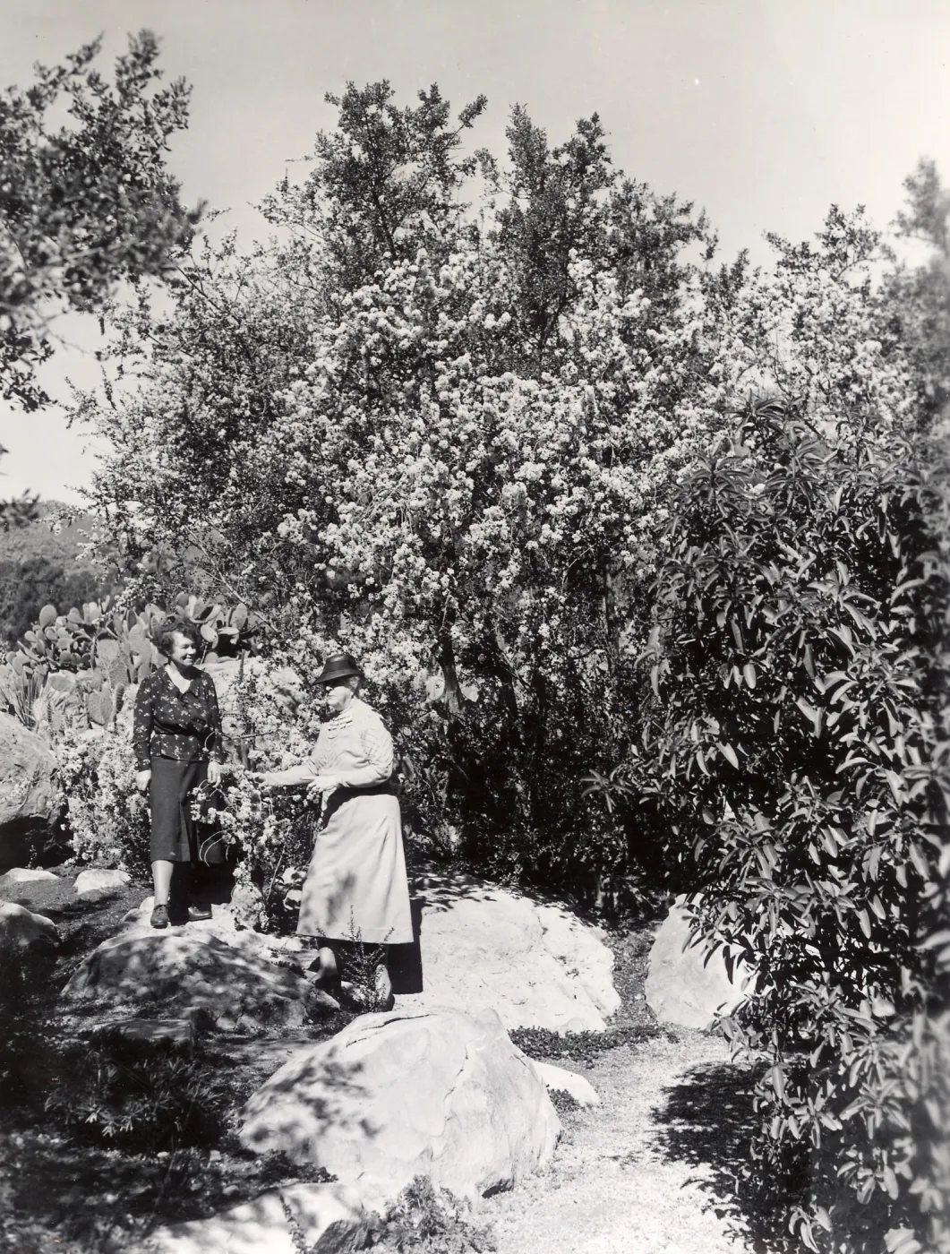 SBBG Board Members: Lester Rowntree, Mrs. Oakleigh Thorne