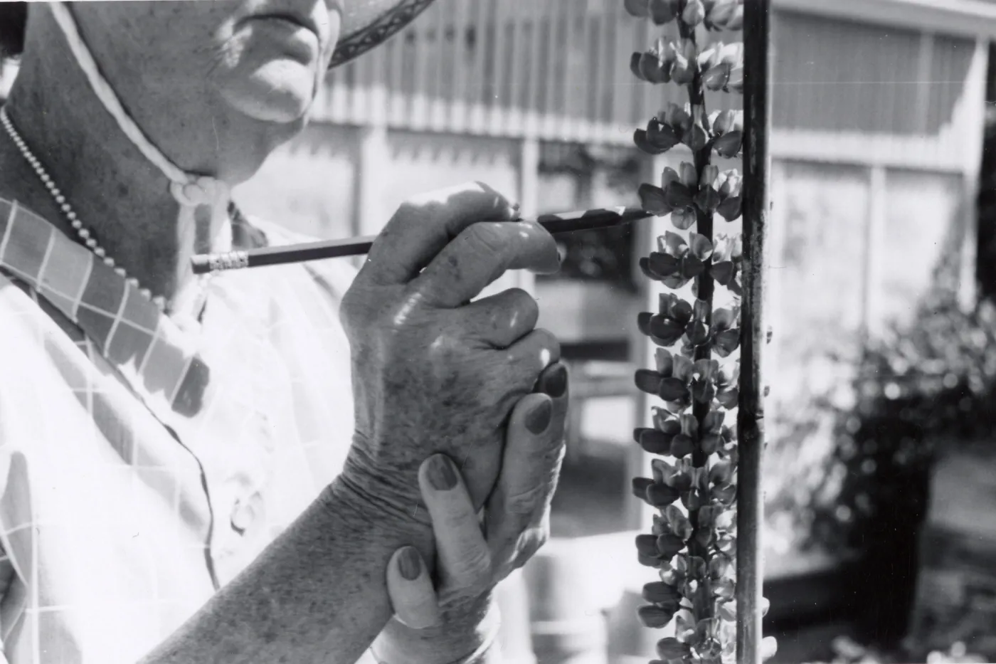 Insect Pollinators, Pollinating, 1958