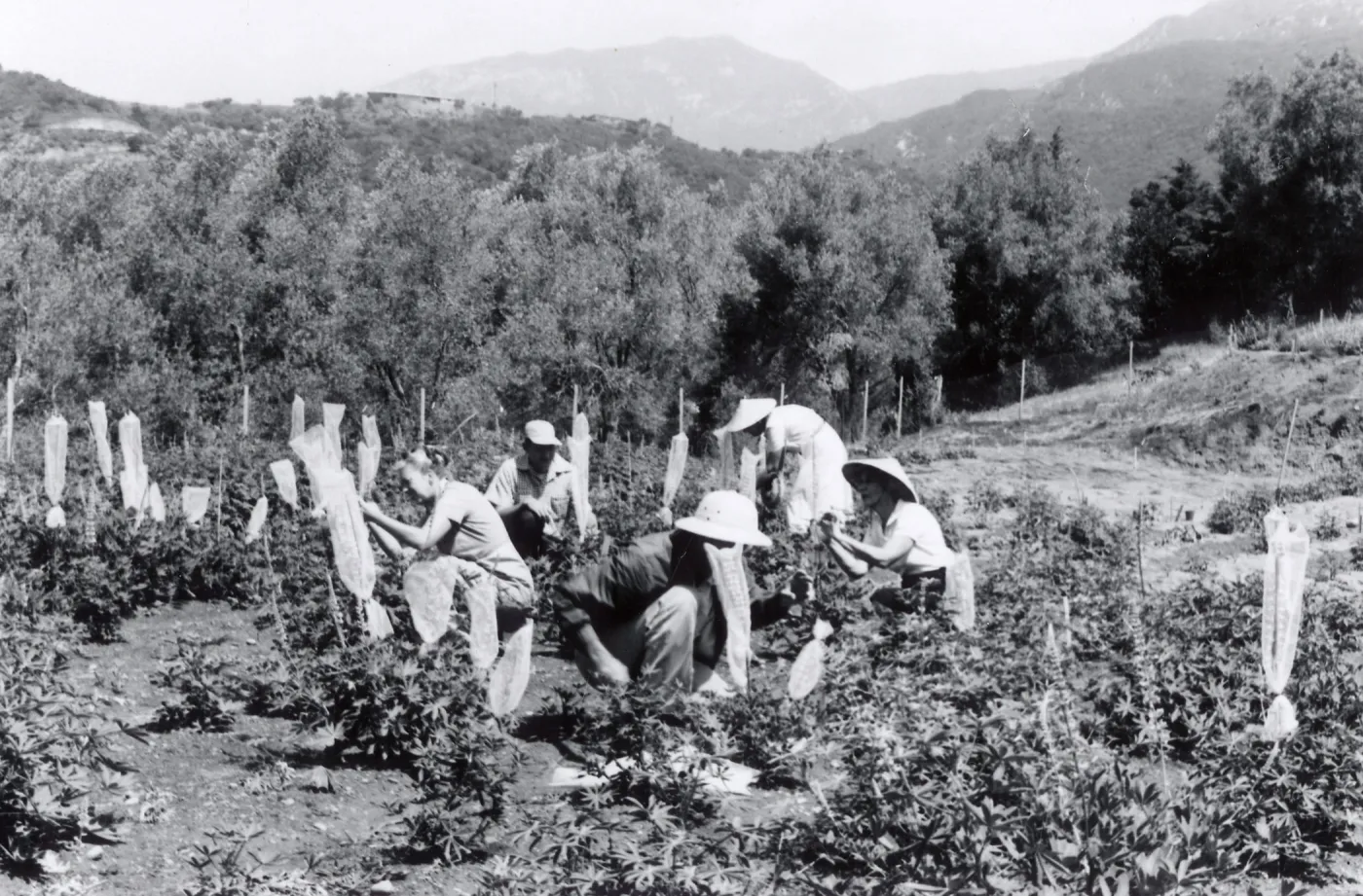 Hand pollinating, Lupine Breeding Program