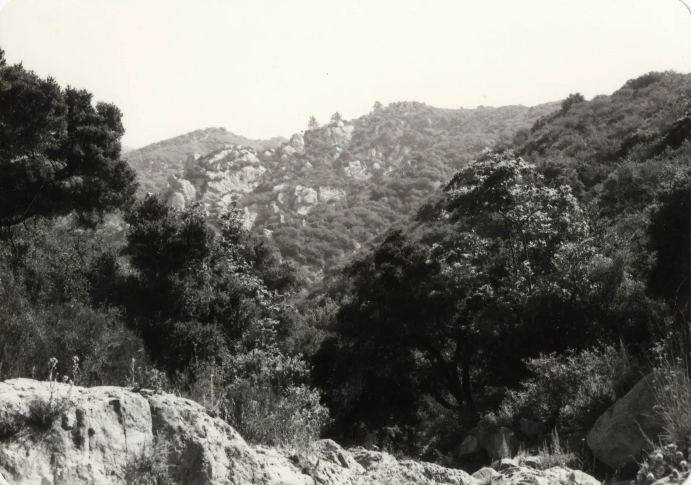Black and white photograph with grass and bush covered hill side.