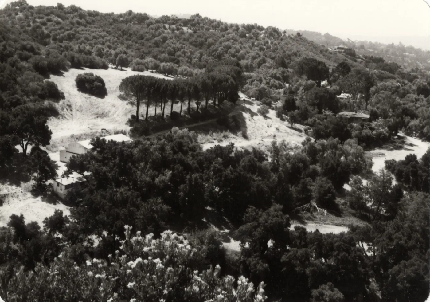 Black and white photograph of forested hill side with clearing and line of trees in middle of image.