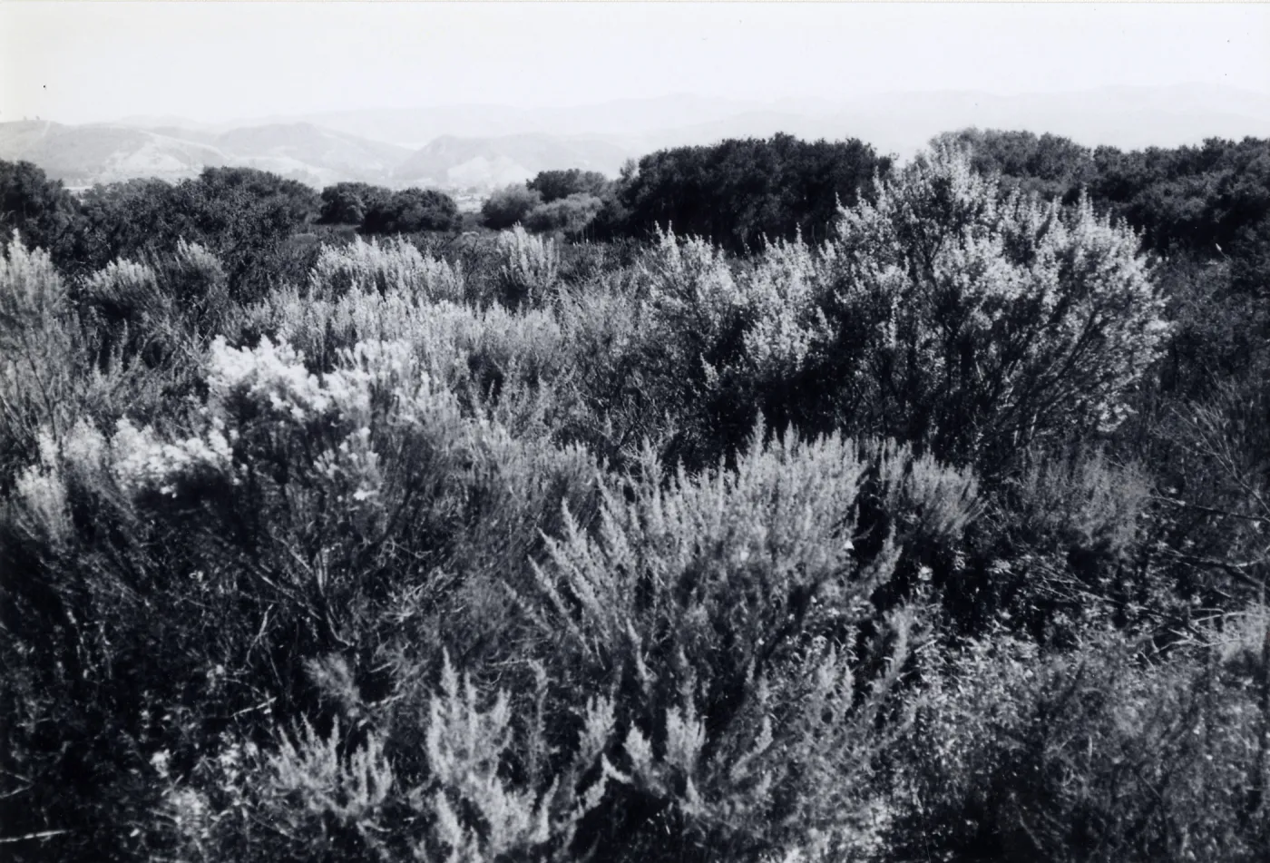 Black and white photograph of mesa landscape with tall grass.