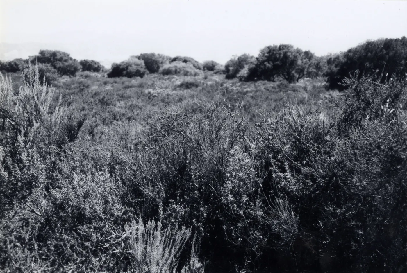 Black and white photograph of mesa landscape with tall grass.