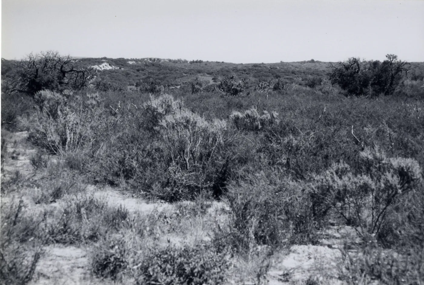 Black and white photograph of mesa landscape with tall grass.