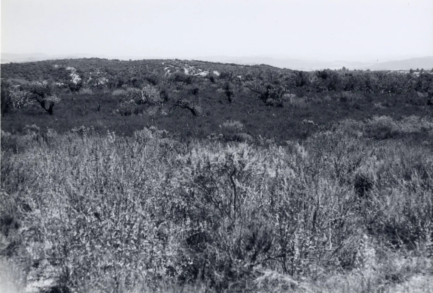 Black and white photograph of mesa landscape with tall grass.