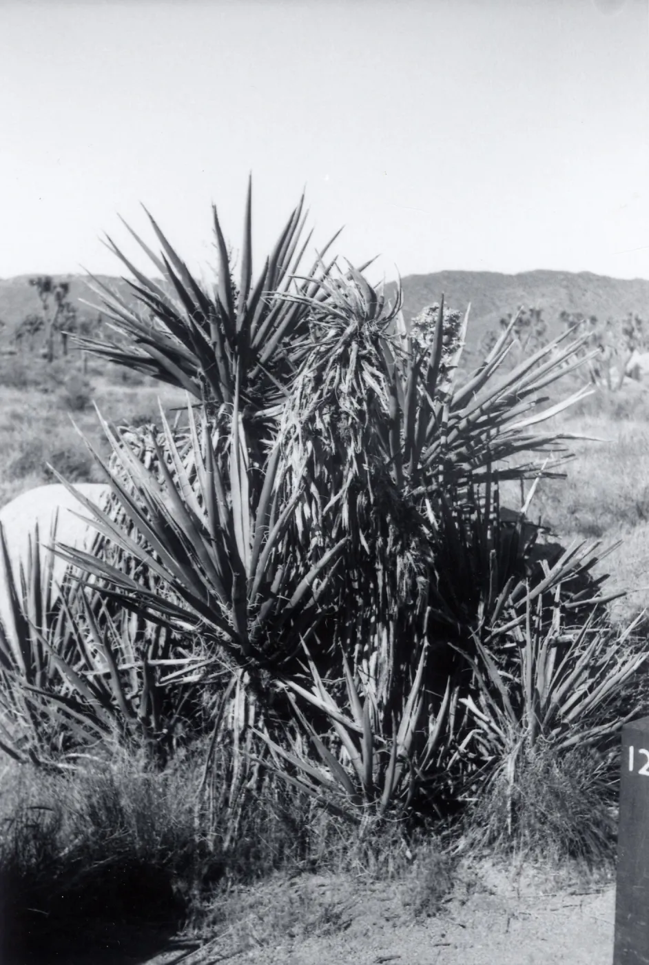 Black and white photograph of large bush in desert landscape.