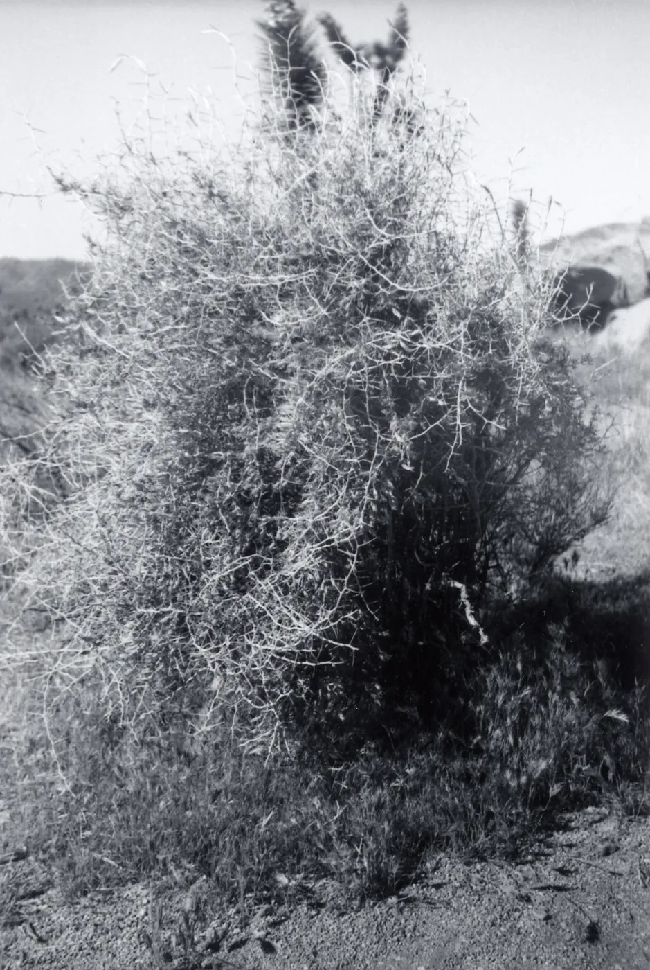 Black and white photograph of bush.