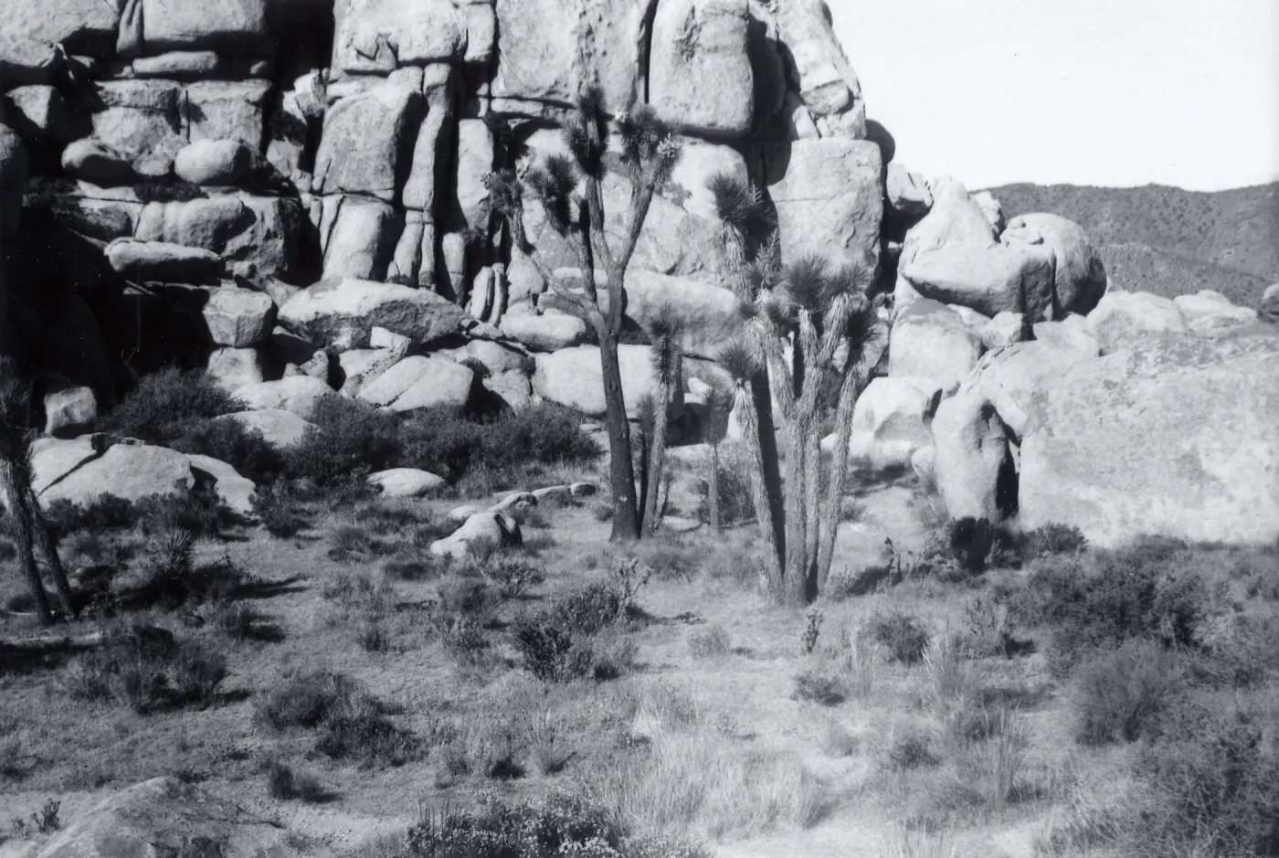 Black and white photograph of cacti in front of large rock wall.
