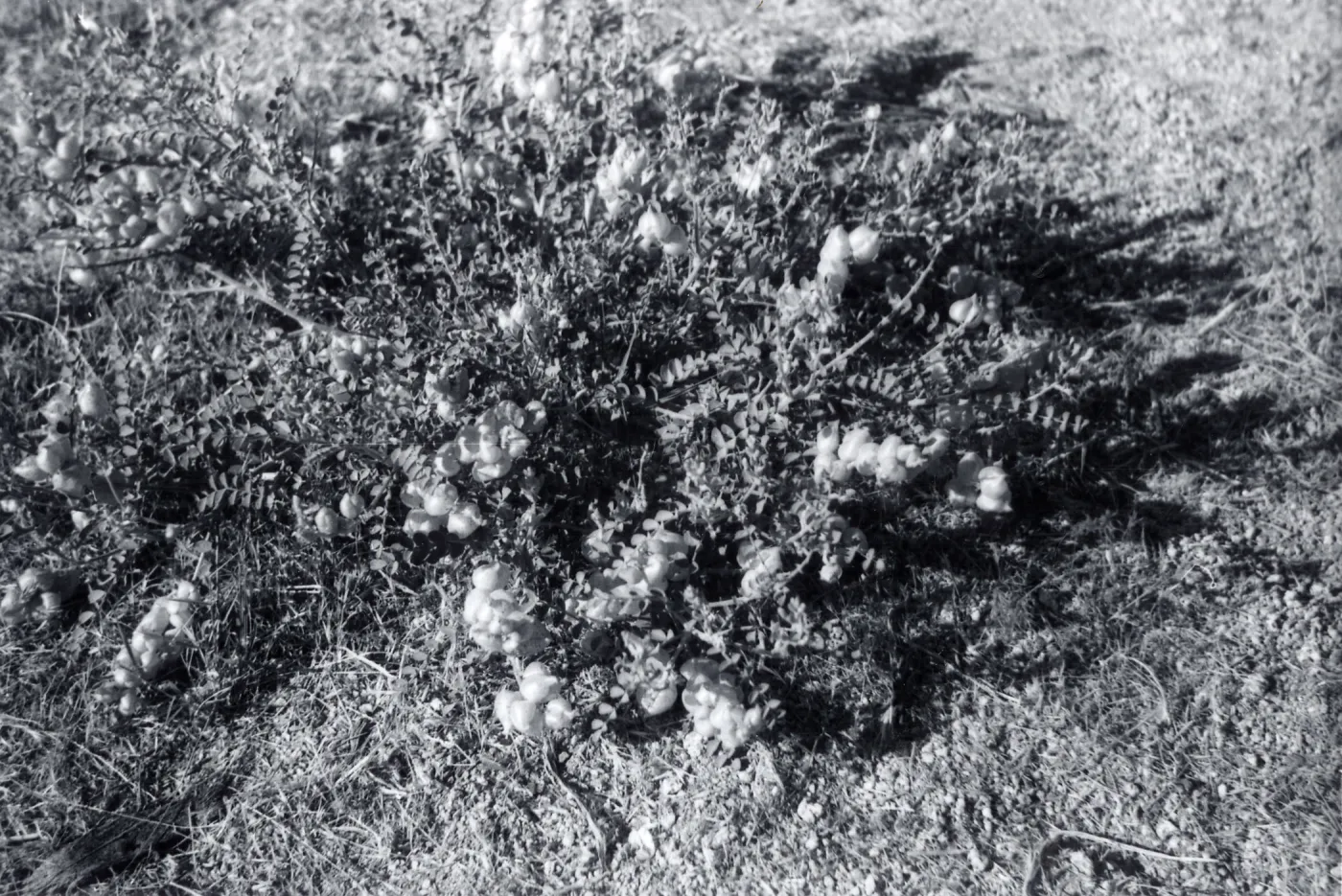Black and white photograph of bush with pollen clusters.