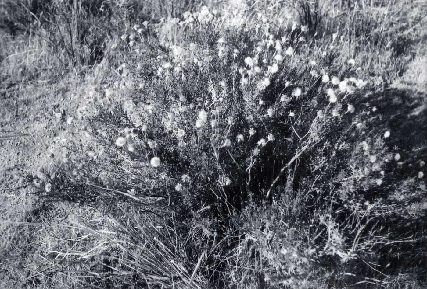 Black and white photograph of bush.