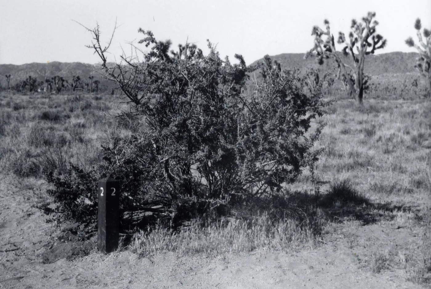 Black and white photograph of short tree next to trail marker.