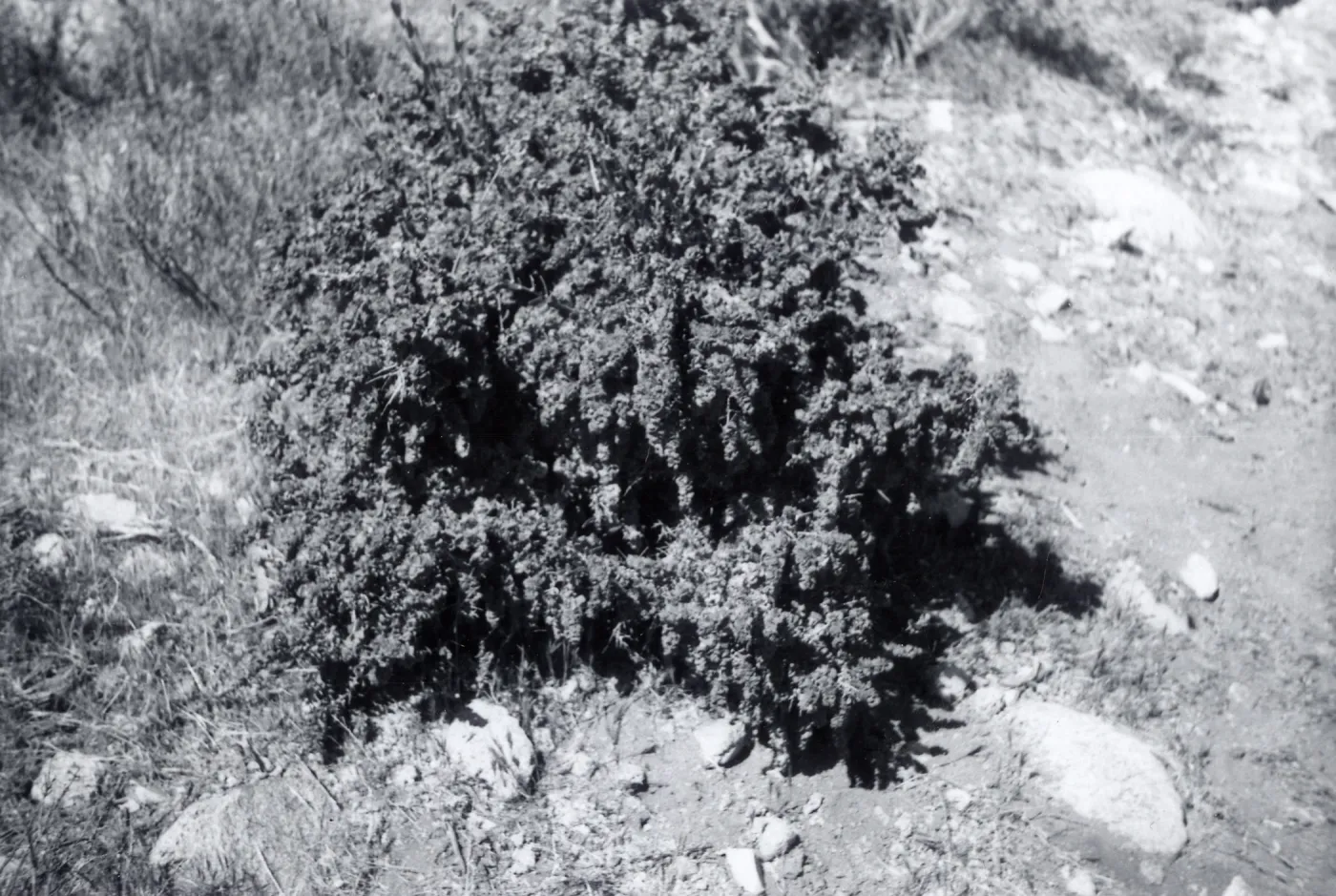 Black and white photograph of tree.