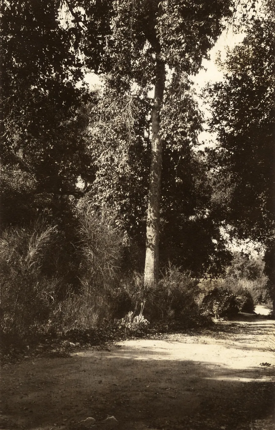 Black and white photograph of wooded trailside.