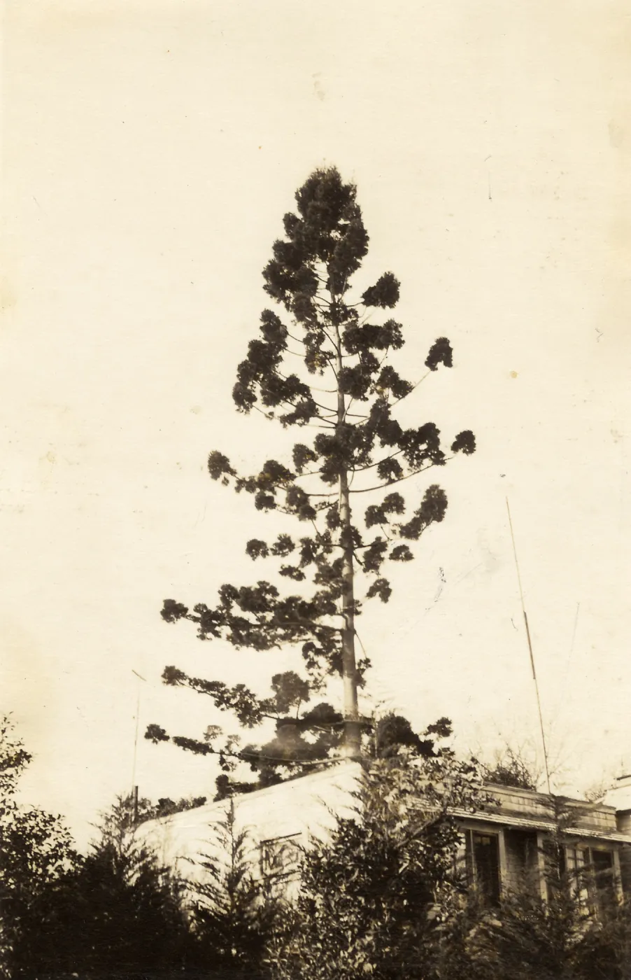 Black and white photograph of tall tree behind building.