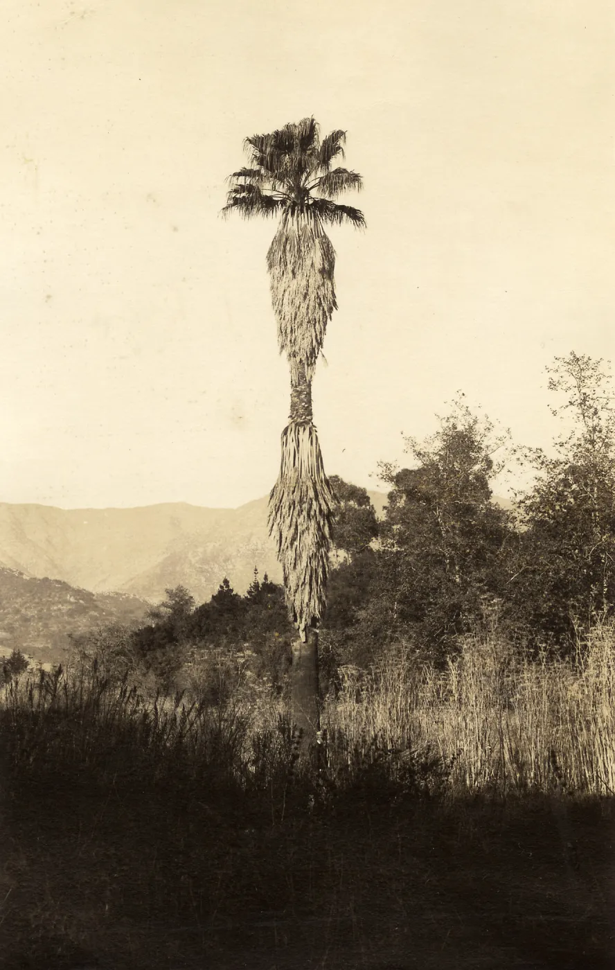 Black and white photograph of tall tree in field with hills in background.