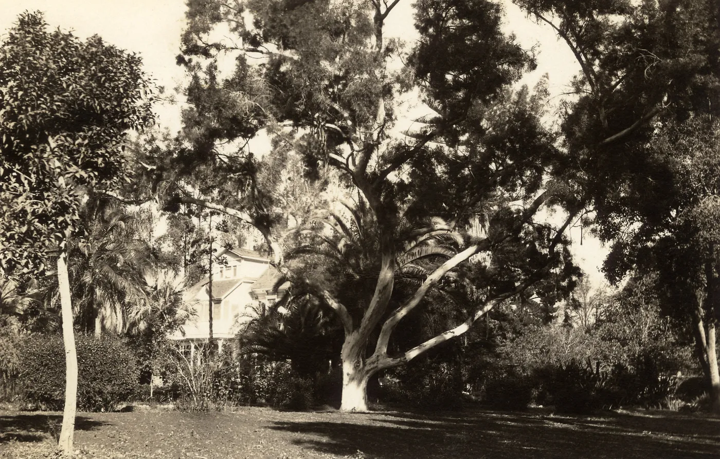 Black and white photograph of large tree with house in background.