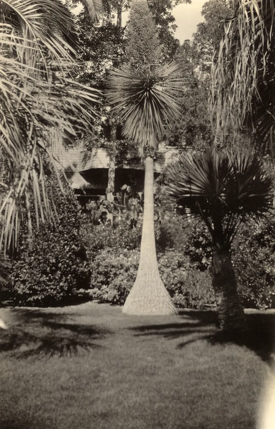 Black and white photograph of large tree with bushes in background. 