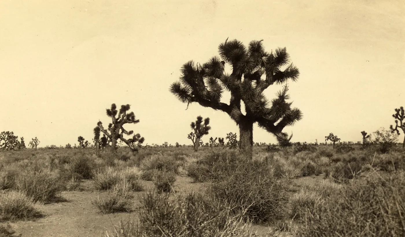 Black and white photograph of flat landscape with sparse trees. 