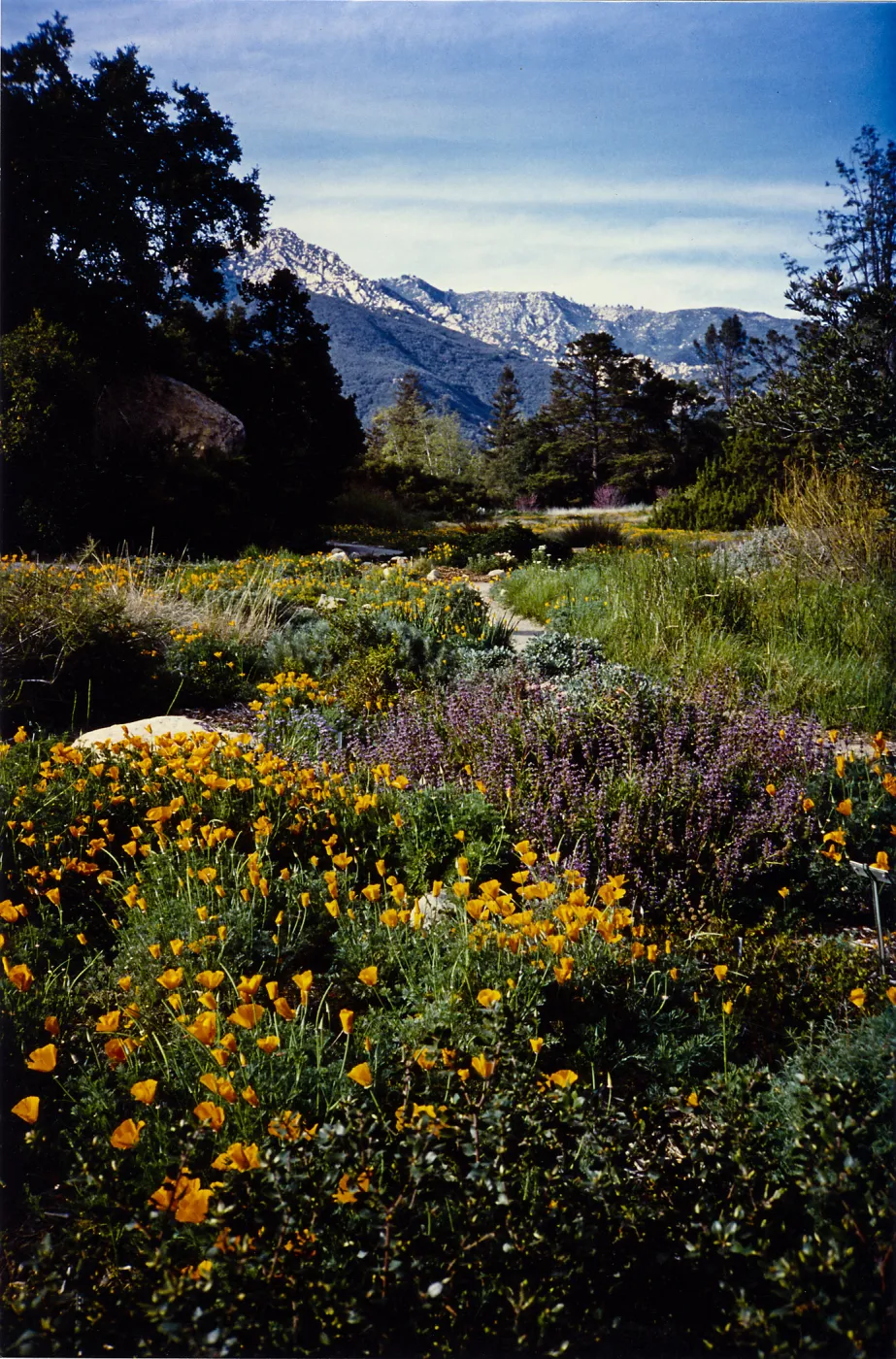Colored photograph of meadow of flowers, snow topped mountains, and blue sky. 