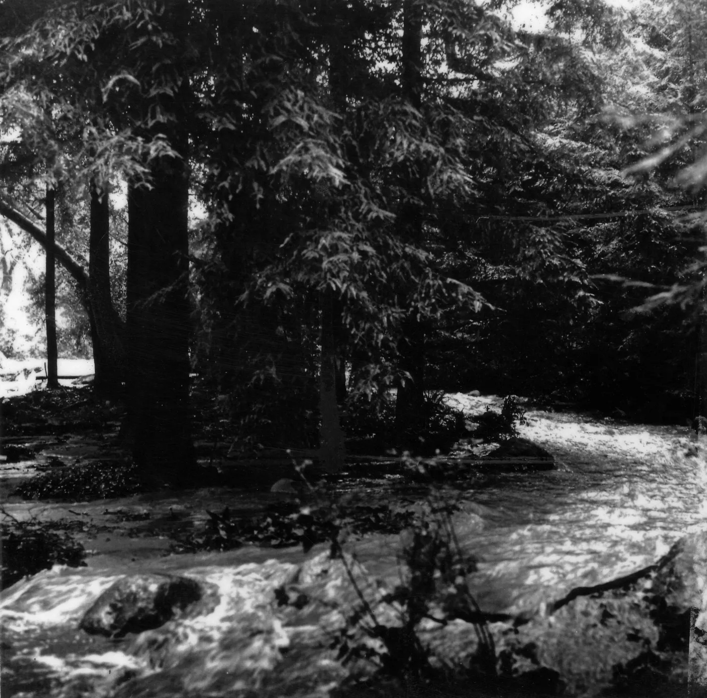 Black and white photograph showing flooding of water surrounded by redwood trees. 