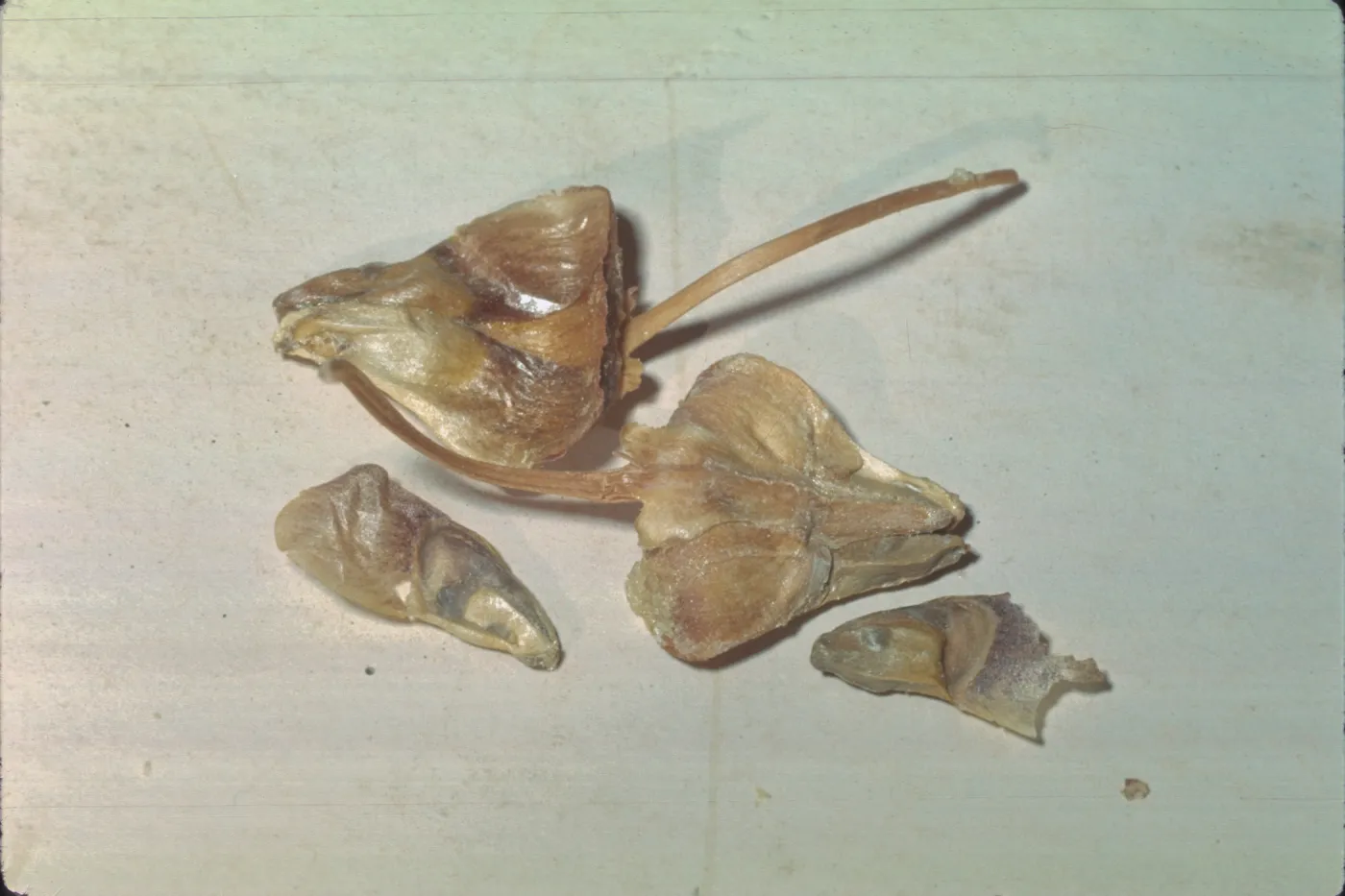 Abies bracteata, bracts and seeds