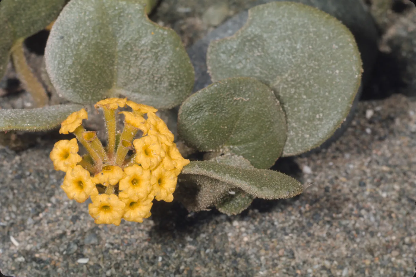 Abronia latifolia