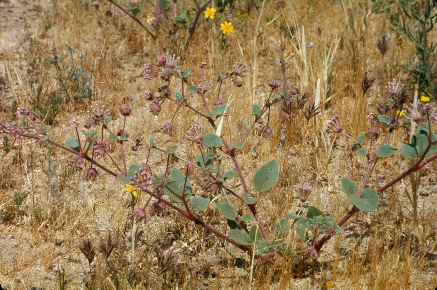 Abronia pogonantha