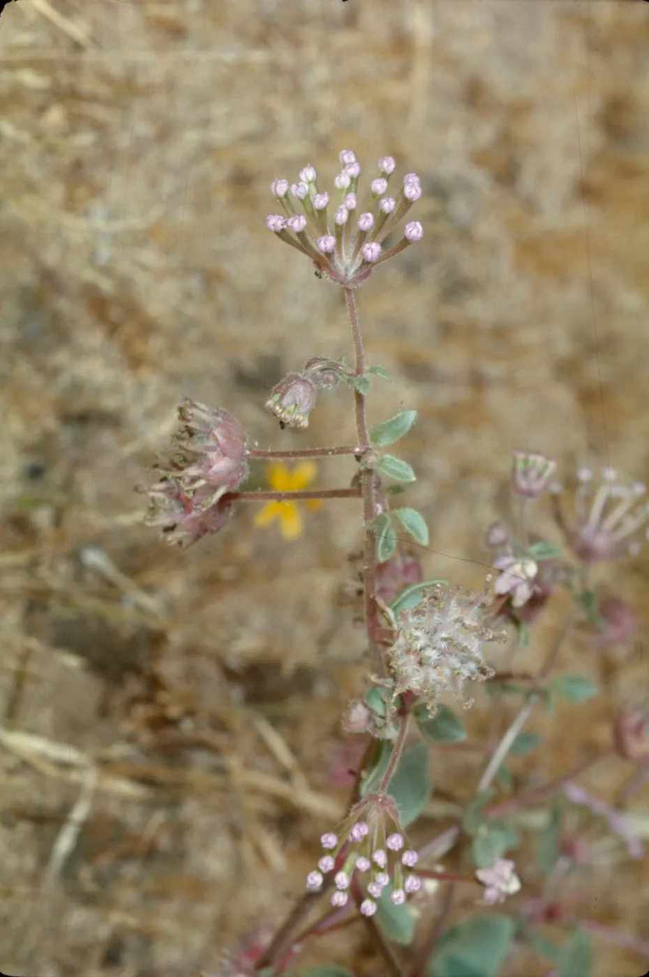 Abronia pogonantha