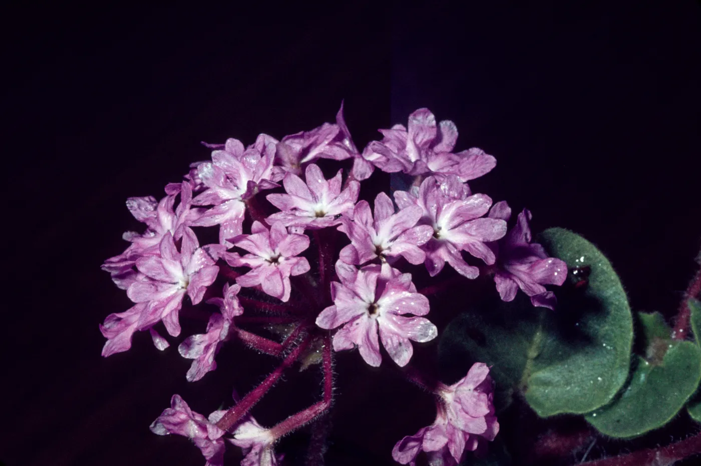 Abronia villosa