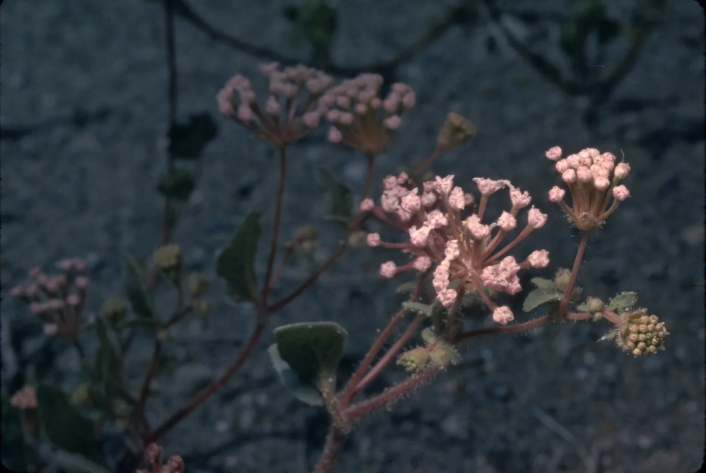 Abronia pogonantha