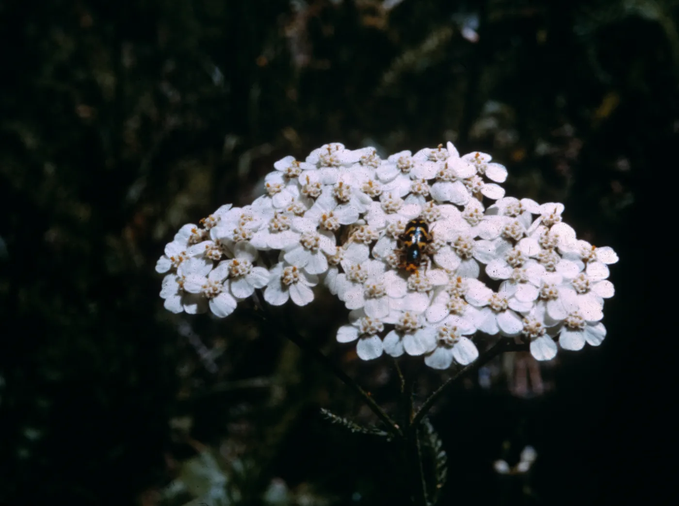 Achillea millefolium