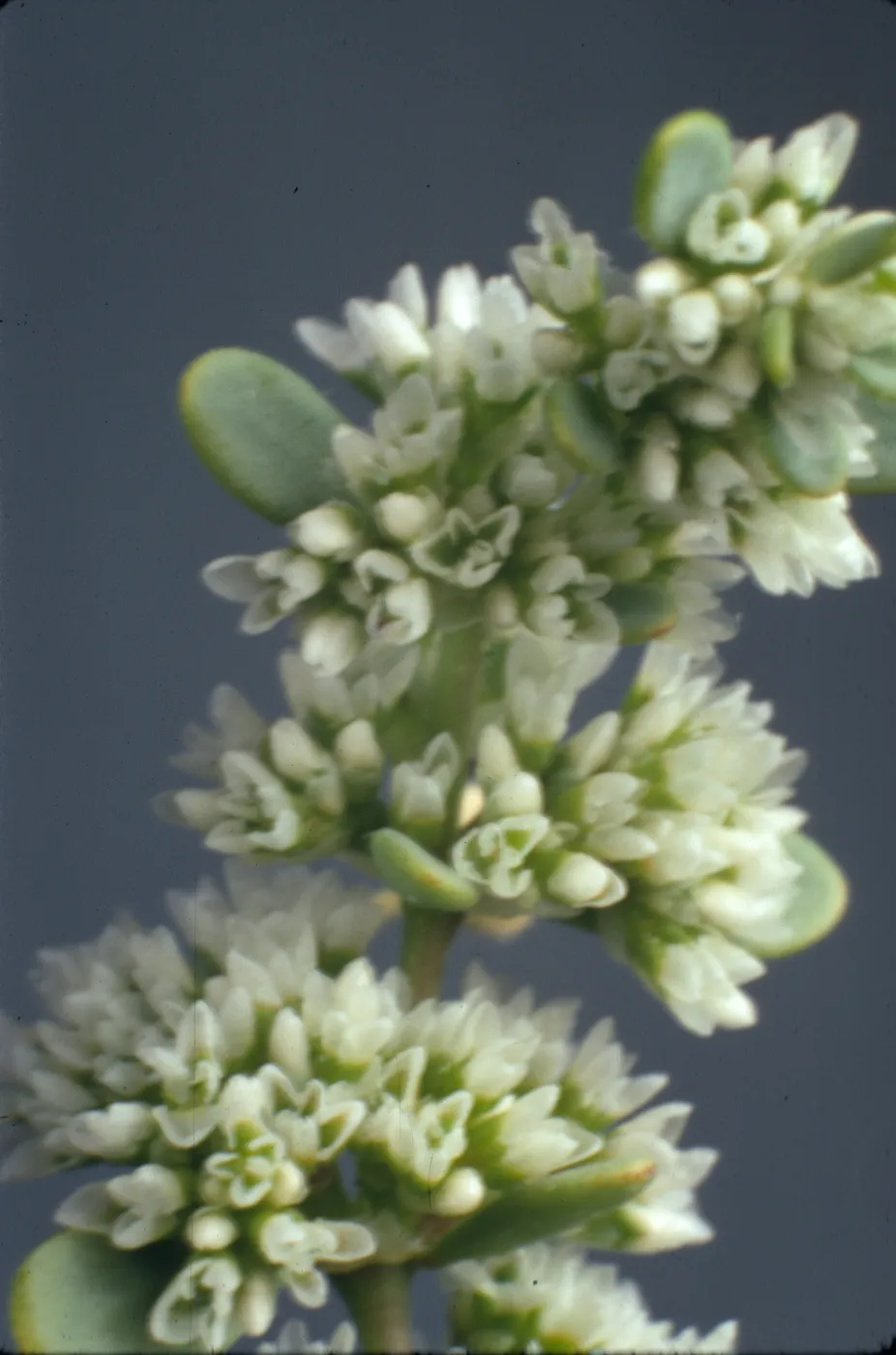Achyronychia cooperi