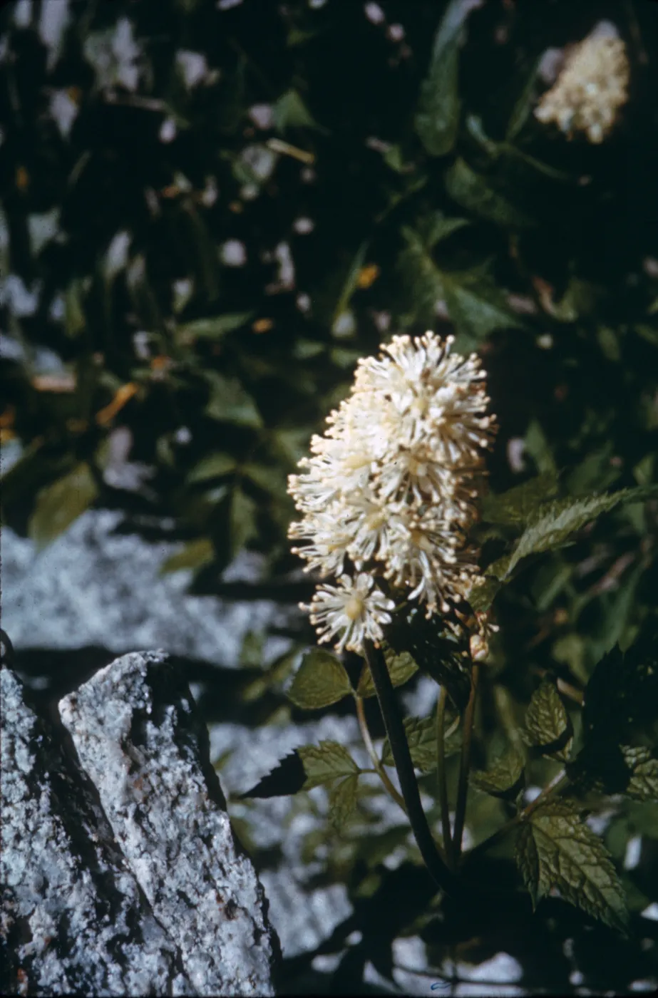 Actaea rubra ssp. arguta