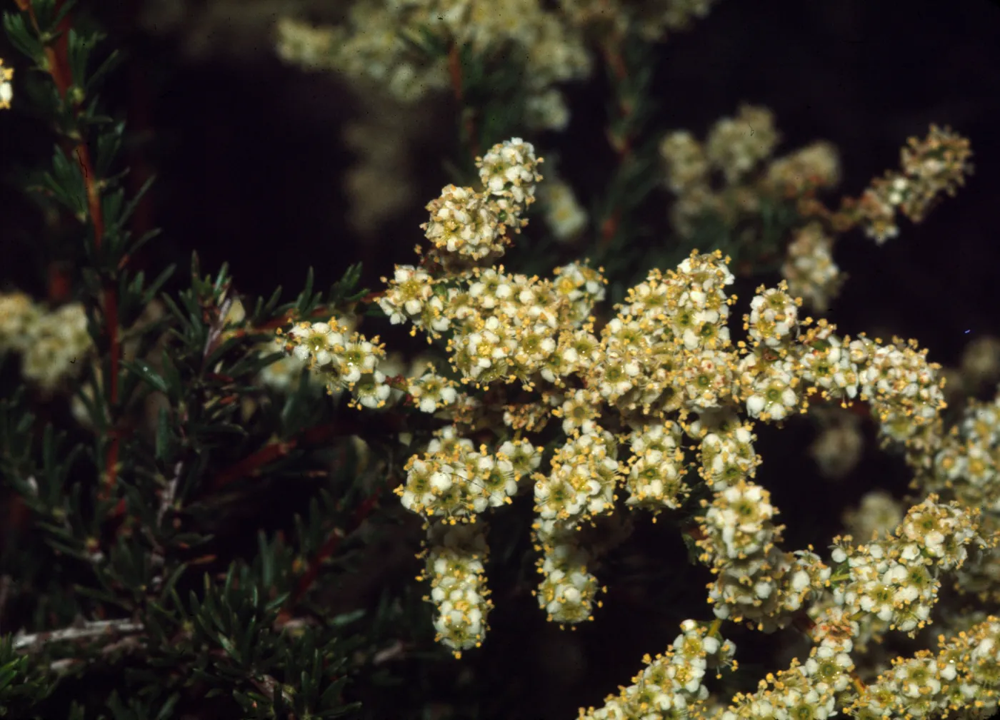 Adenostoma fasciculatum