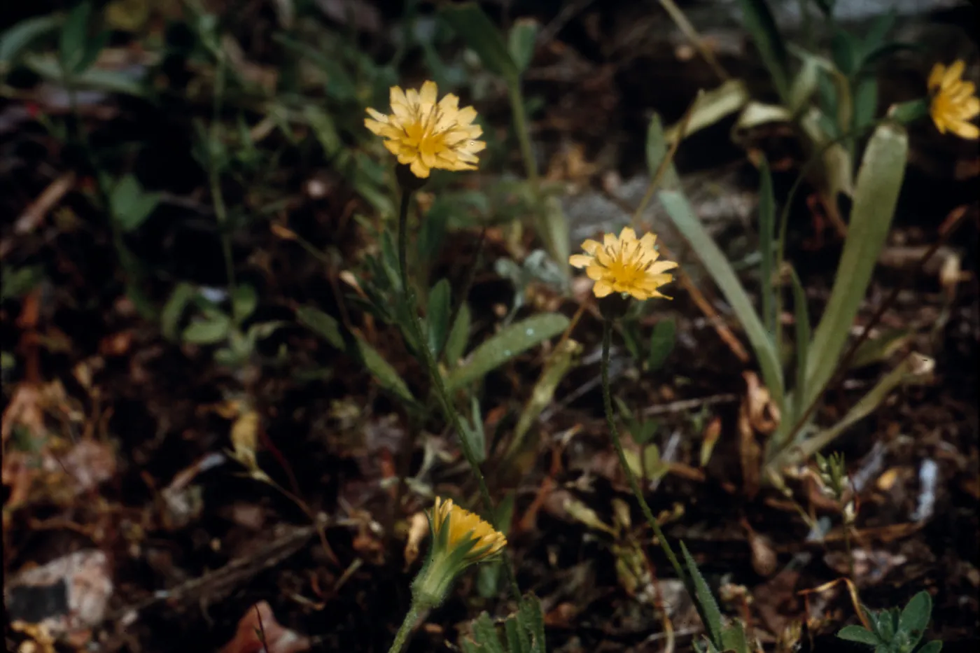 Agoseris glauca